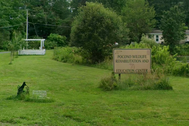 Poconos 'Ghost' Twin Fawns Rescued Near Greentown