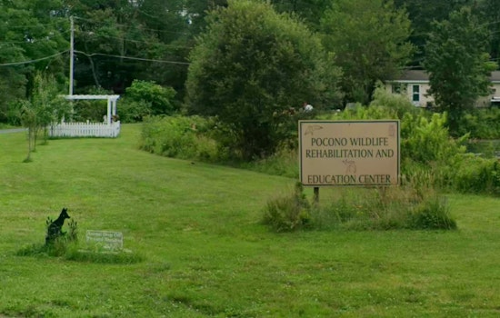 Poconos 'Ghost' Twin Fawns Rescued Near Greentown