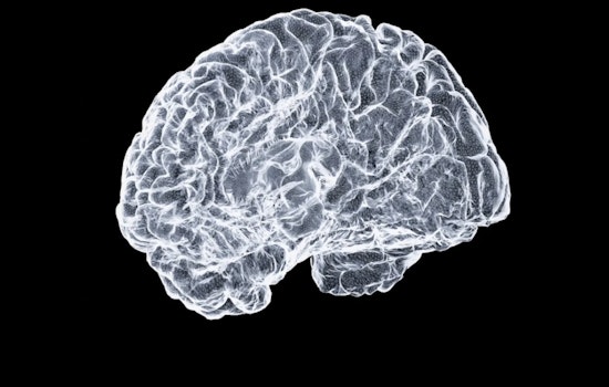 Portland Brain Freezing Startup Plots Leap From Pig To People