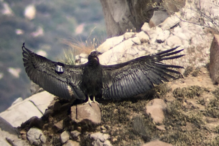 Portland Condor Baby Boom Jonsson Center Shatters Chick Record