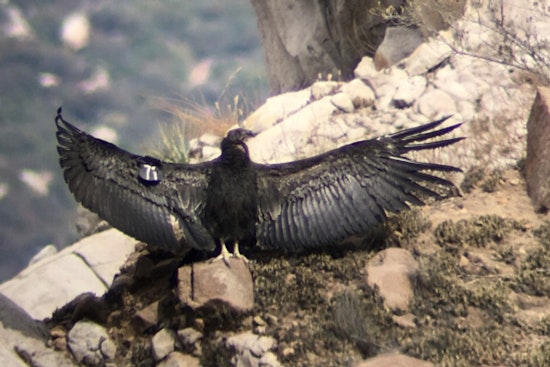 Portland Condor Baby Boom Jonsson Center Shatters Chick Record