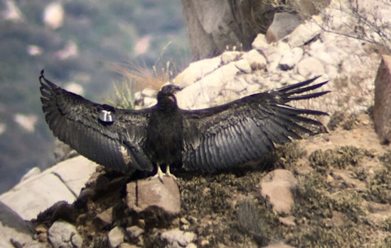 Portland Condor Baby Boom Jonsson Center Shatters Chick Record