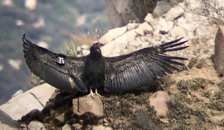 Portland Condor Baby Boom Jonsson Center Shatters Chick Record