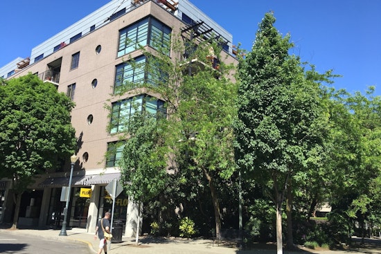 Portland’s Tree Rules Get Shake-Up In Bid To Fix Canopy Divide