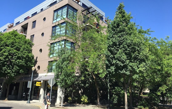 Portland’s Tree Rules Get Shake-Up In Bid To Fix Canopy Divide