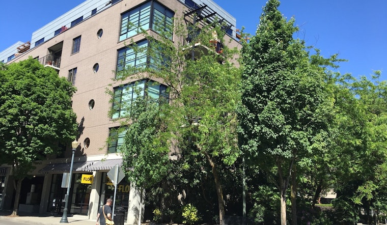 Portland’s Tree Rules Get Shake-Up In Bid To Fix Canopy Divide