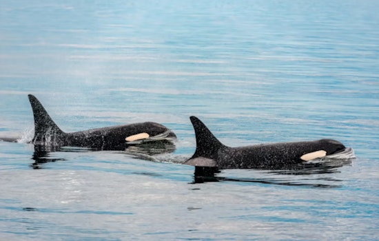 Puget Sound Boaters Told To Back Off, Orcas Get 1,000-Yard Buffer