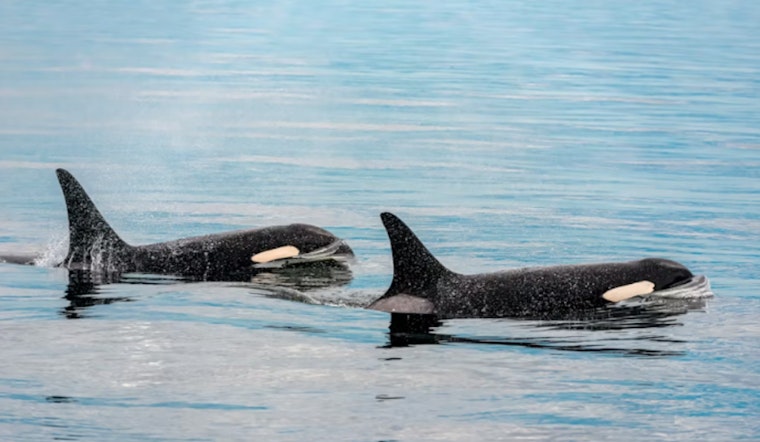 Puget Sound Boaters Told To Back Off, Orcas Get 1,000-Yard Buffer