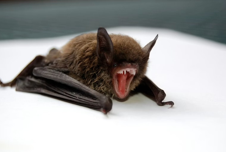 Rabid Bat Confirmed in Park Ridge, Officials Warn