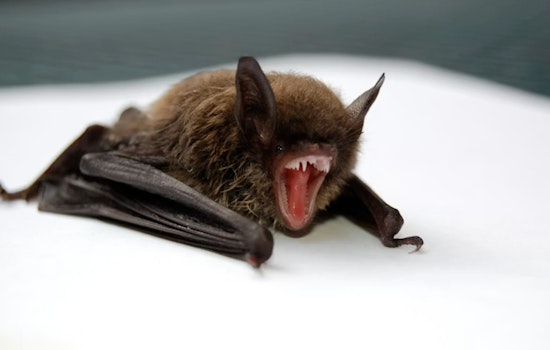 Rabid Bat Confirmed in Park Ridge, Officials Warn