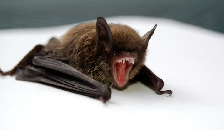 Rabid Bat Confirmed in Park Ridge, Officials Warn