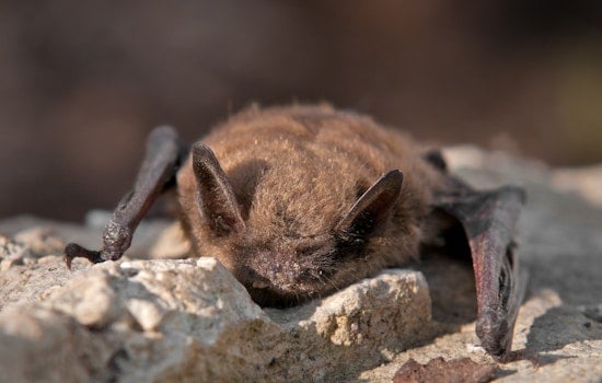 Rabid Bat Near Adriel Hills Rattles Quiet Fort Collins Corner