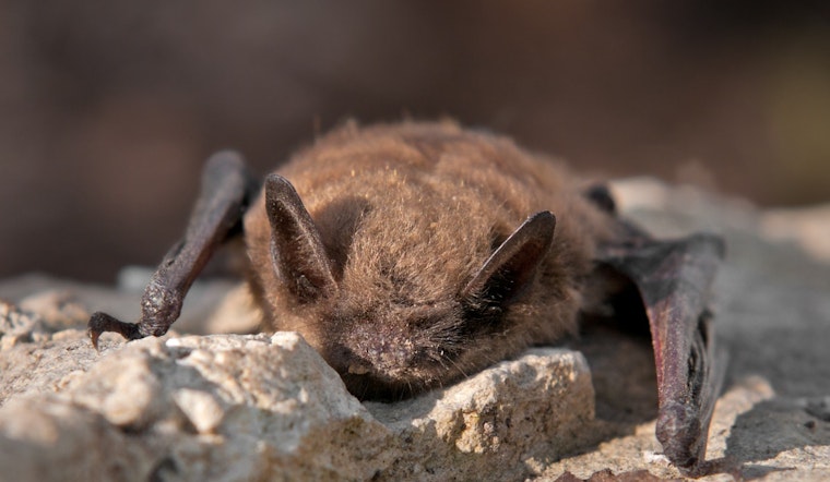 Rabid Bat Near Adriel Hills Rattles Quiet Fort Collins Corner