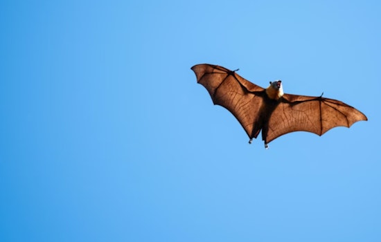 Rabid Bat Near Roseburg Triggers Rabies Scare, County Sounds Alarm