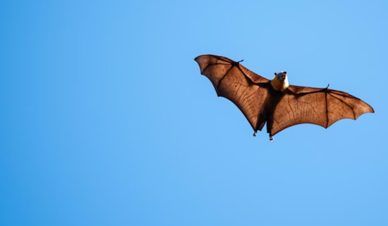 Rabid Bat Near Roseburg Triggers Rabies Scare, County Sounds Alarm