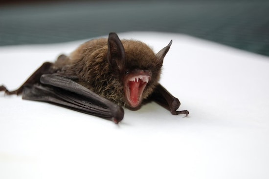 Rabid Bat Outside Hamilton Nursing Home Triggers Health Scare