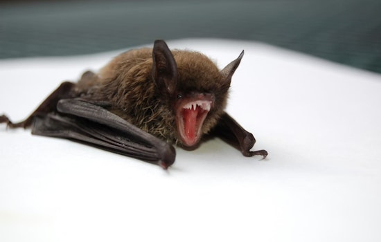 Rabid Bat Outside Hamilton Nursing Home Triggers Health Scare