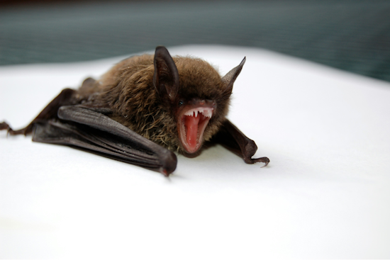 Rabid Bat Snagged Near Palo Verde Common Puts South Fremont On Alert