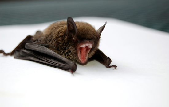 Rabid Bat Snagged Near Palo Verde Common Puts South Fremont On Alert