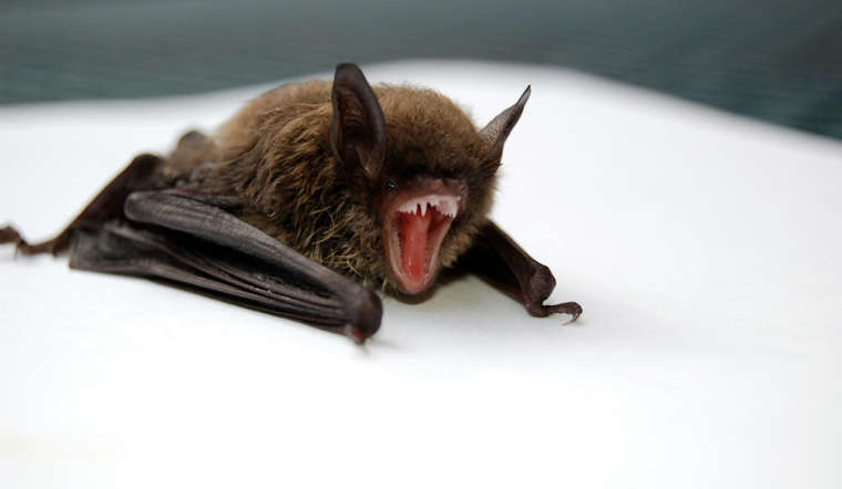 Rabid Bat Snagged Near Palo Verde Common Puts South Fremont On Alert