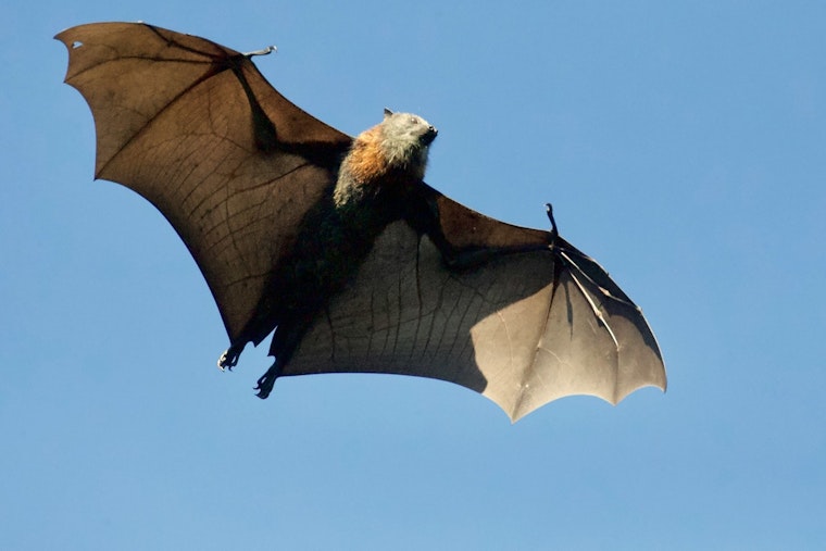 Rabid Bat Sparks Health Scare Near South Grand Avenue In Pasadena