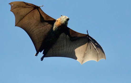 Rabid Bat Sparks Health Scare Near South Grand Avenue In Pasadena
