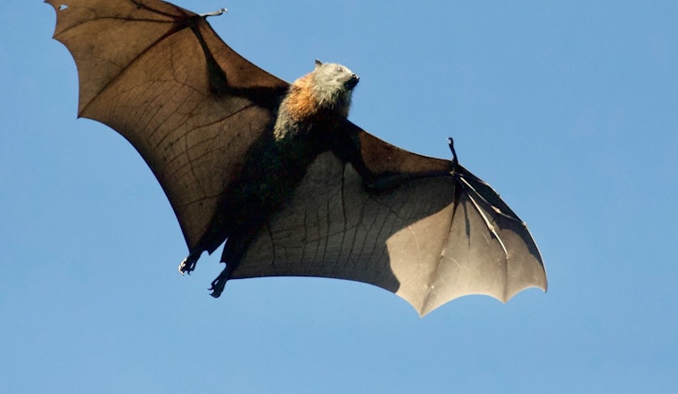 Rabid Bat Sparks Health Scare Near South Grand Avenue In Pasadena