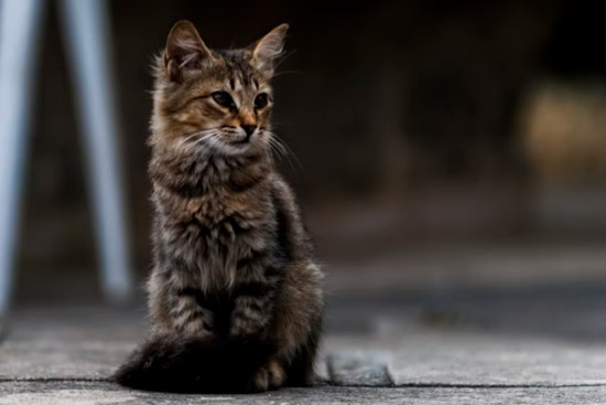 Rabid Deck Cat Bites Burrillville Local, Sparks Whippel Road Rabies Scare
