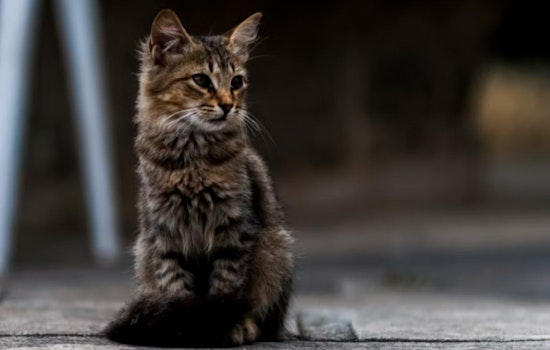 Rabid Deck Cat Bites Burrillville Local, Sparks Whippel Road Rabies Scare