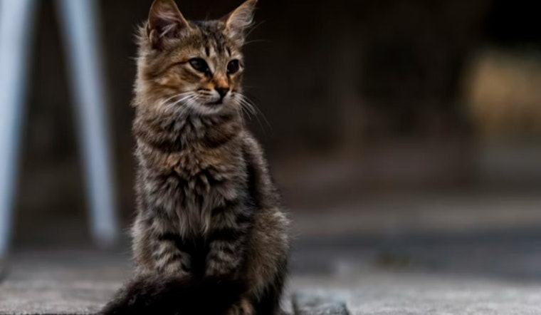 Rabid Deck Cat Bites Burrillville Local, Sparks Whippel Road Rabies Scare