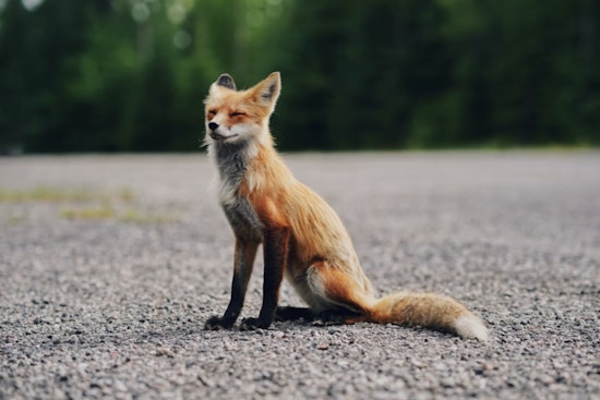 Rabid Fox Attacks Backyard Cat on Quiet Wimberley Cul-De-Sac