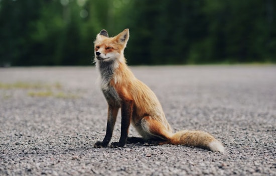 Rabid Fox Attacks Backyard Cat on Quiet Wimberley Cul-De-Sac