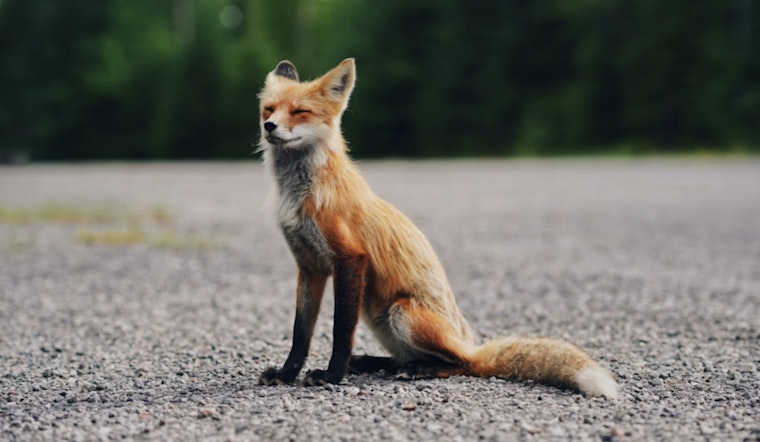 Rabid Fox Attacks Backyard Cat on Quiet Wimberley Cul-De-Sac