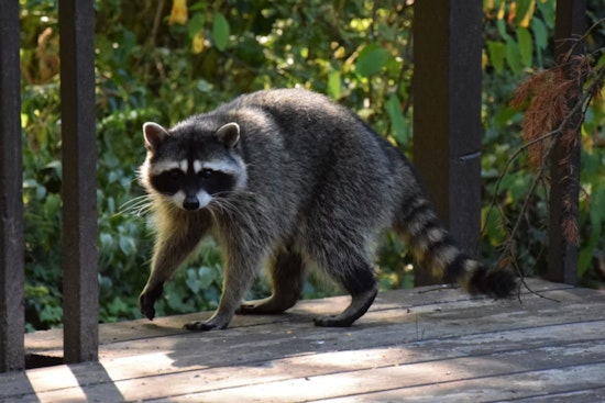 Raccoon Bites Wayland Toddler On Town Beach Jungle Gym