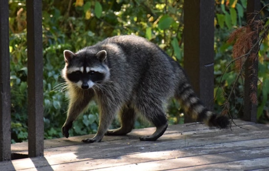 Raccoon Bites Wayland Toddler On Town Beach Jungle Gym
