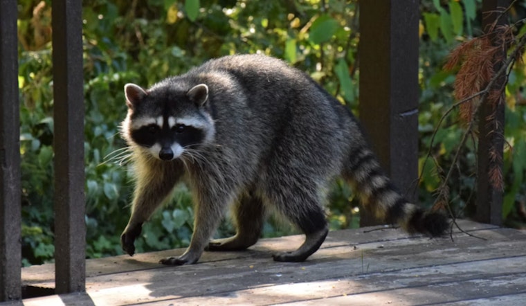 Raccoon Bites Wayland Toddler On Town Beach Jungle Gym