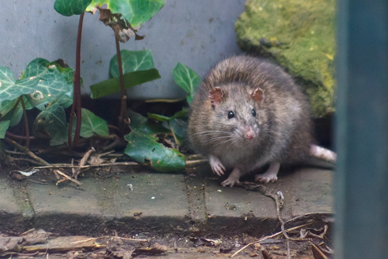 Rat Parade On Moody Street Has Waltham Fuming As Outdoor Dining Looms