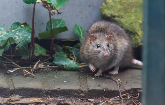 Rat Parade On Moody Street Has Waltham Fuming As Outdoor Dining Looms