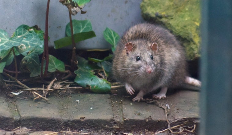 Rat Parade On Moody Street Has Waltham Fuming As Outdoor Dining Looms