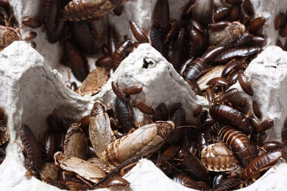 Rats, Roaches And A Side Of Drama In Dallas Restaurant Inspections