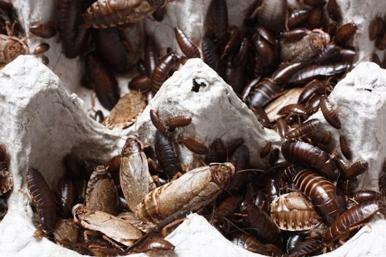 Rats, Roaches And A Side Of Drama In Dallas Restaurant Inspections