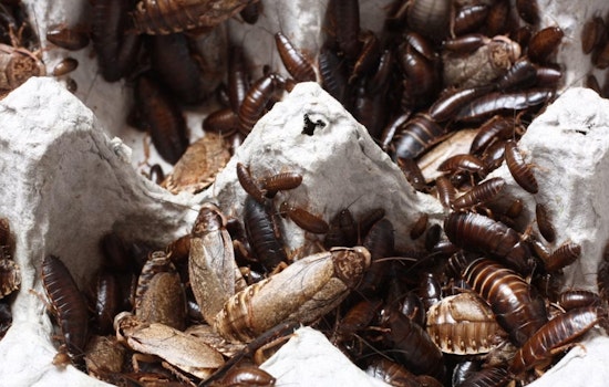 Rats, Roaches And A Side Of Drama In Dallas Restaurant Inspections