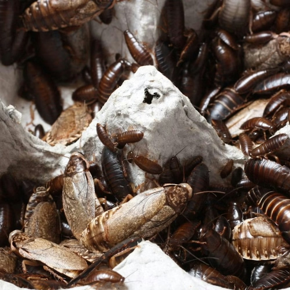 Rats, Roaches And A Side Of Drama In Dallas Restaurant Inspections