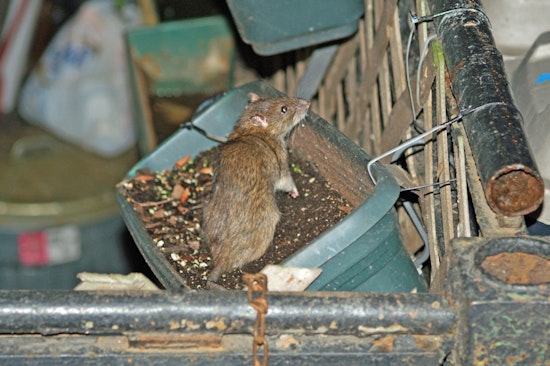 Rats Swarm Los Angeles Encampment Near West Olympic
