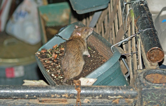 Rats Swarm Los Angeles Encampment Near West Olympic