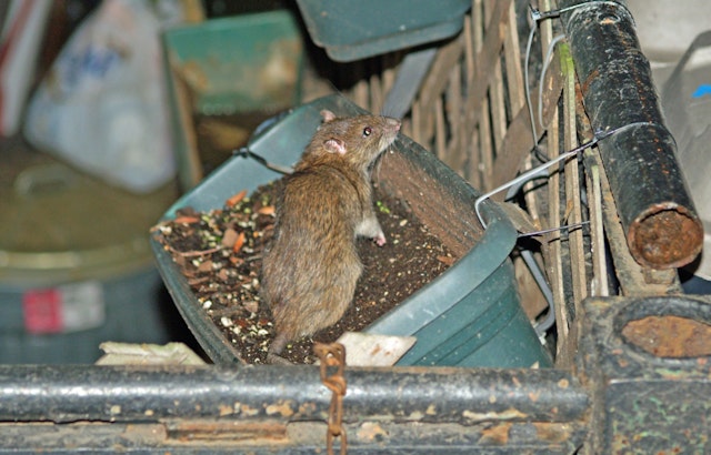 Rats Swarm Los Angeles Encampment Near West Olympic