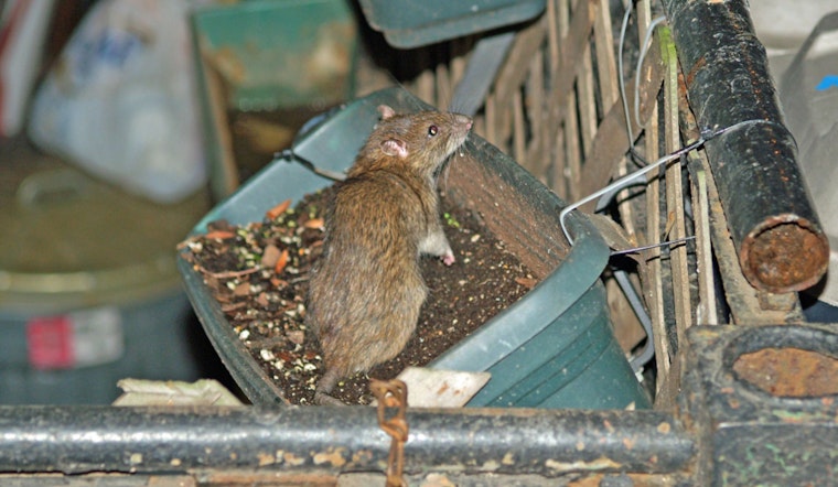 Rats Swarm Los Angeles Encampment Near West Olympic