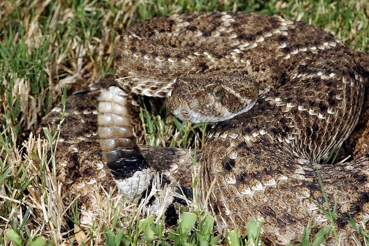 Rattler Strikes Hiker On Simi Valley Long Canyon Trail