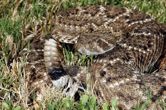 Rattler Strikes Hiker On Simi Valley Long Canyon Trail