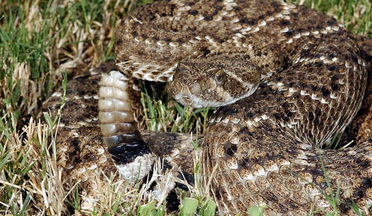 Rattler Strikes Hiker On Simi Valley Long Canyon Trail